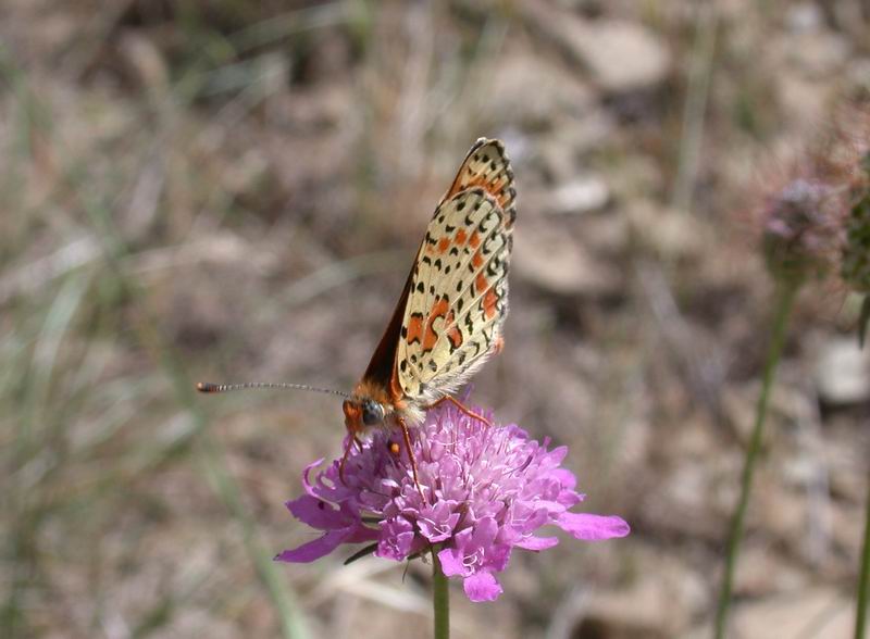 Melitaea didyma